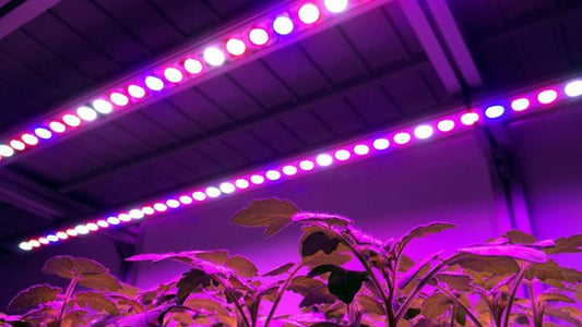 Commercial Application: Case Studies and ROI Analysis for Groxlum LED Grow Lights