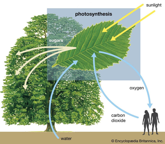 The Core Science: Photosynthesis, PAR, and Photons Explained
