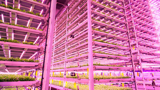 Commercial Application: Case Studies and ROI Analysis for Groxlum LED Grow Lights