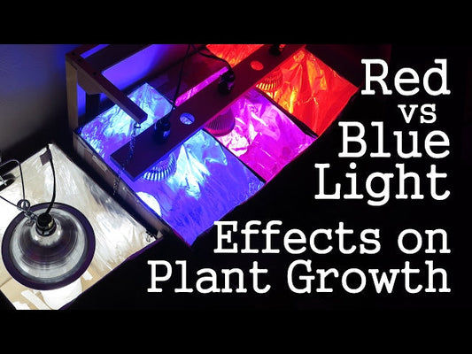 Understanding the Spectrum: How Full Spectrum, Red, and Blue Light Affect Plant Morphology
